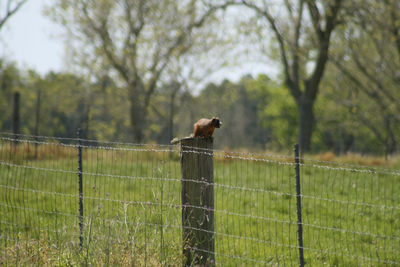 View of a fence on field