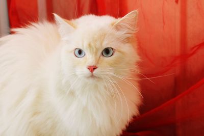 Close-up portrait of cat