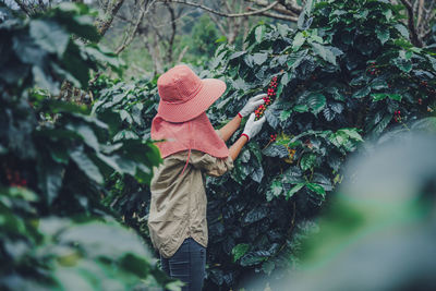 Rear view of woman picking raw coffee beans
