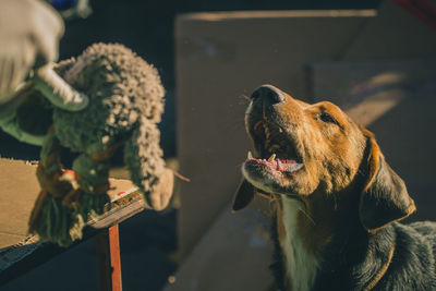 Close-up of a dog