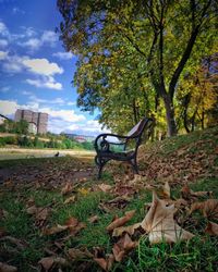 Trees in park during autumn