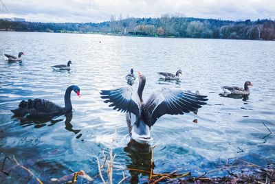 Ducks swimming in lake against sky