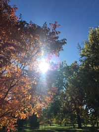 Low angle view of tree against sky