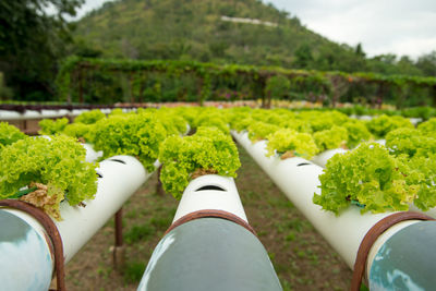 Organic lettuces grown in an outdoors hydrophonics system. nakhon ratchasima, thailand