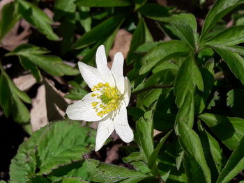 Close-up of flower blooming outdoors