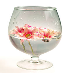 Close-up of pink flower in glass against white background