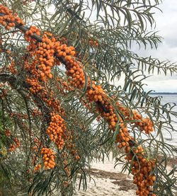 Close-up of orange tree against sky