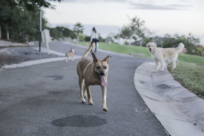 Dogs on road