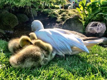 View of an animal on landscape