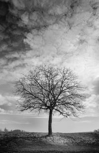 Bare tree on field against sky