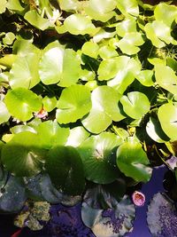 High angle view of leaves floating on lake