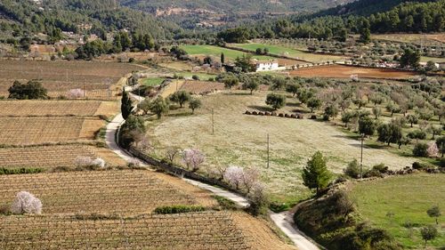 High angle view of agricultural field