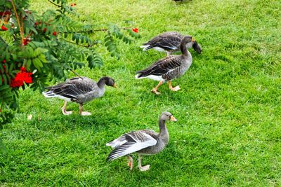 Ducks on field