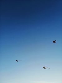 Low angle view of birds flying in sky