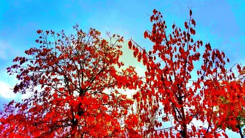 Low angle view of tree against sky