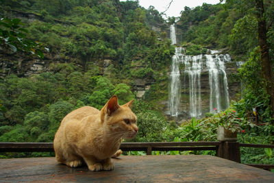 View of a cat sitting by plants against trees