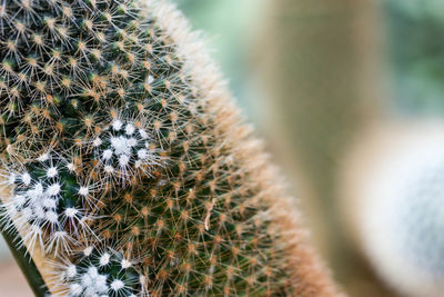 Close-up of cactus plant