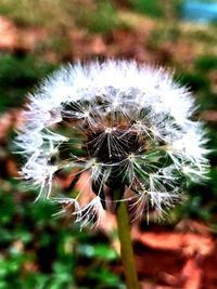 Close-up of flower