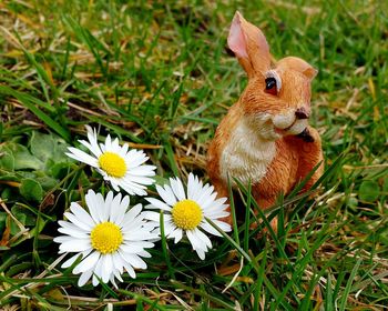 Close-up of easter bunny by daisy flowers on grassy field