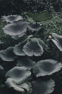 High angle view of flowering plant leaves