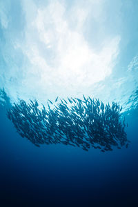 Fish swimming in sea