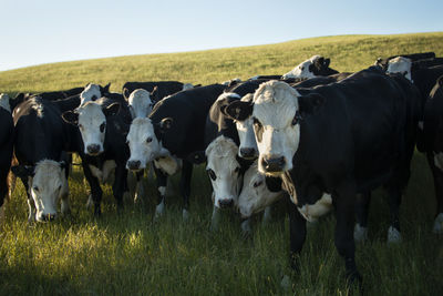 Cows grazing in field