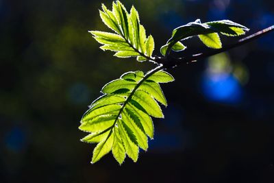 Close-up of fresh green leaves