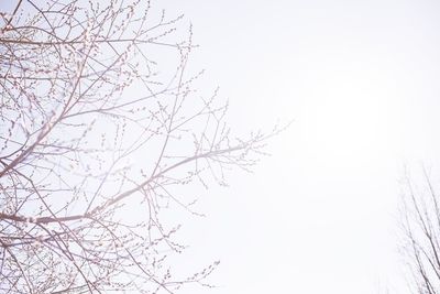 Low angle view of bare trees against clear sky