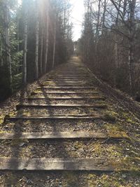 View of trees in forest