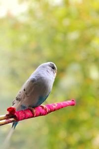 Close-up of bird perching on flower