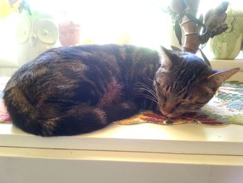 Cat resting on bed