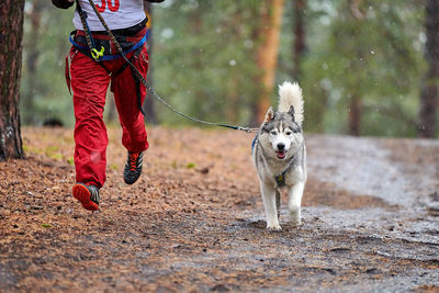 Low section of dog running on street