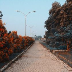 Road passing through forest