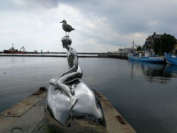 Seagull on a boat