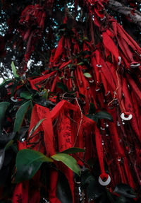 Close-up of red chili peppers