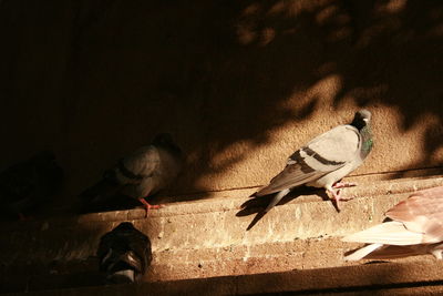 Birds perching on ground