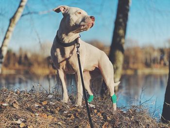 View of a dog looking away