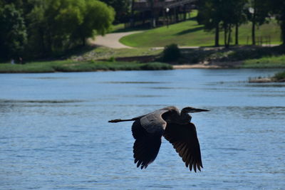 Bird flying over river