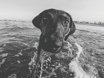 Close-up portrait of dog in sea