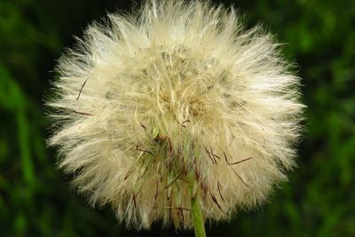 Close-up of white flower