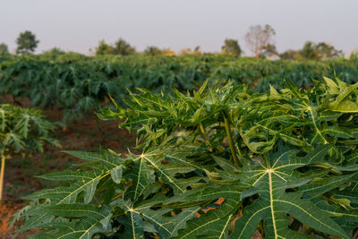 Close-up of fresh green plants on field