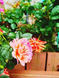 Close-up of pink flowering plant