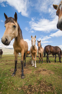 Horses standing on field against sky