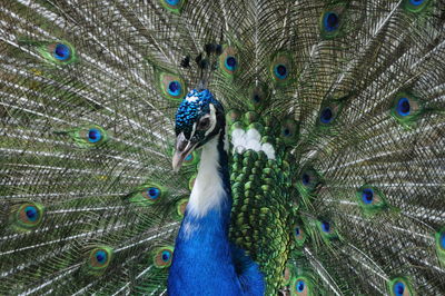 peacock