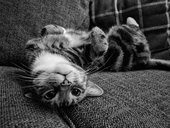 Cat lying on sofa at home