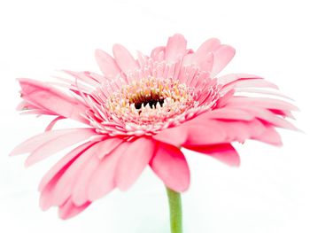 Close-up of pink daisy against white background