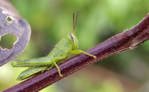 Close-up of insect on leaf