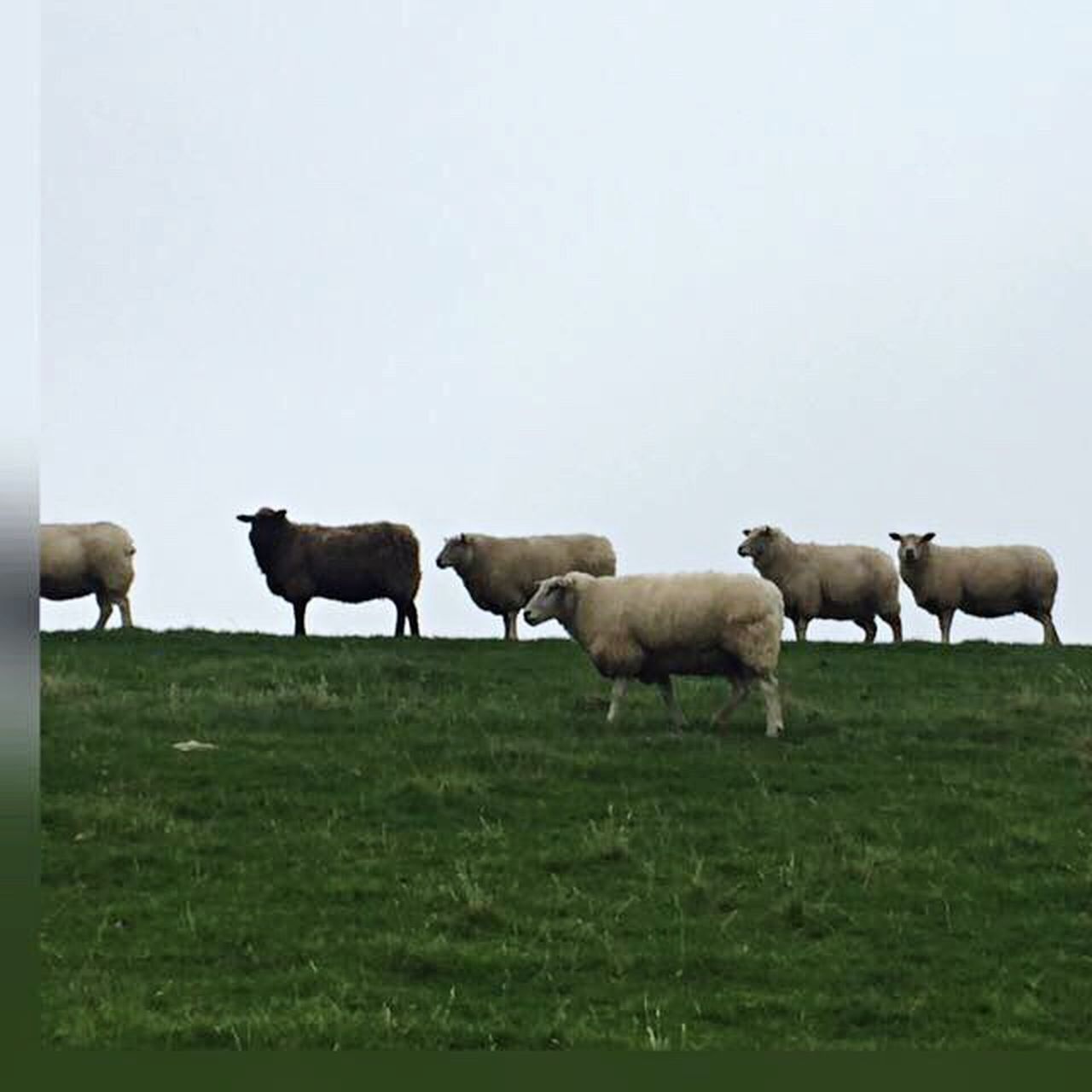 HERD OF COWS GRAZING IN PASTURE