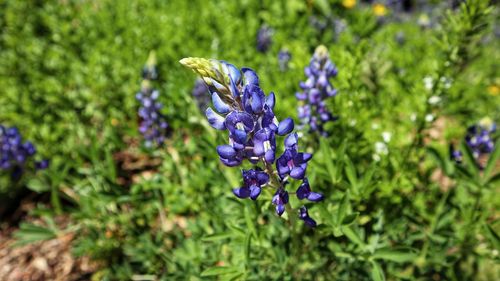 Close-up of butterfly pollinating on purple flower