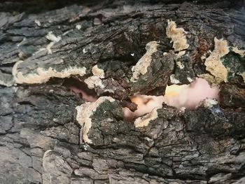 Close-up of rock on tree trunk